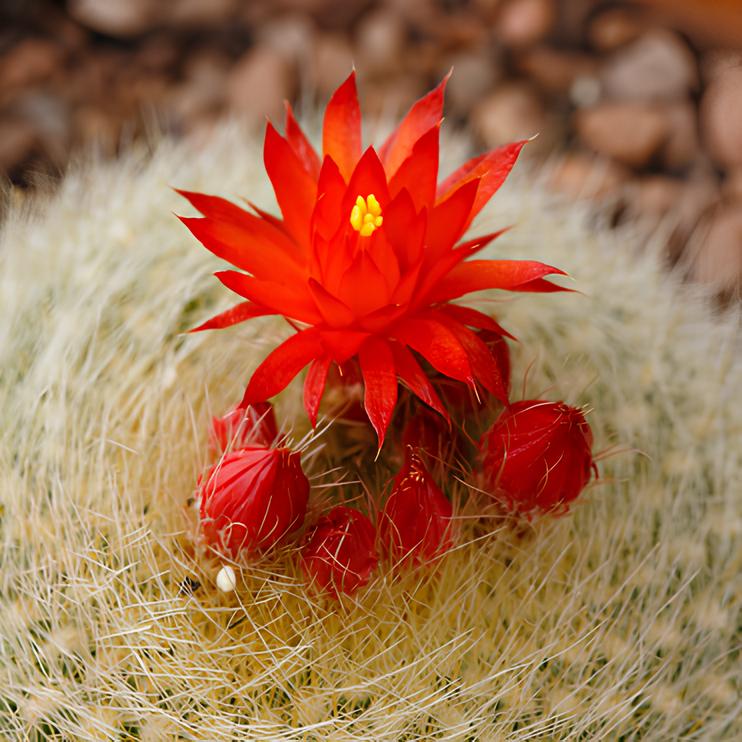 Нотокактус Хазельберга (Notocactus Hasselbergii) D5см