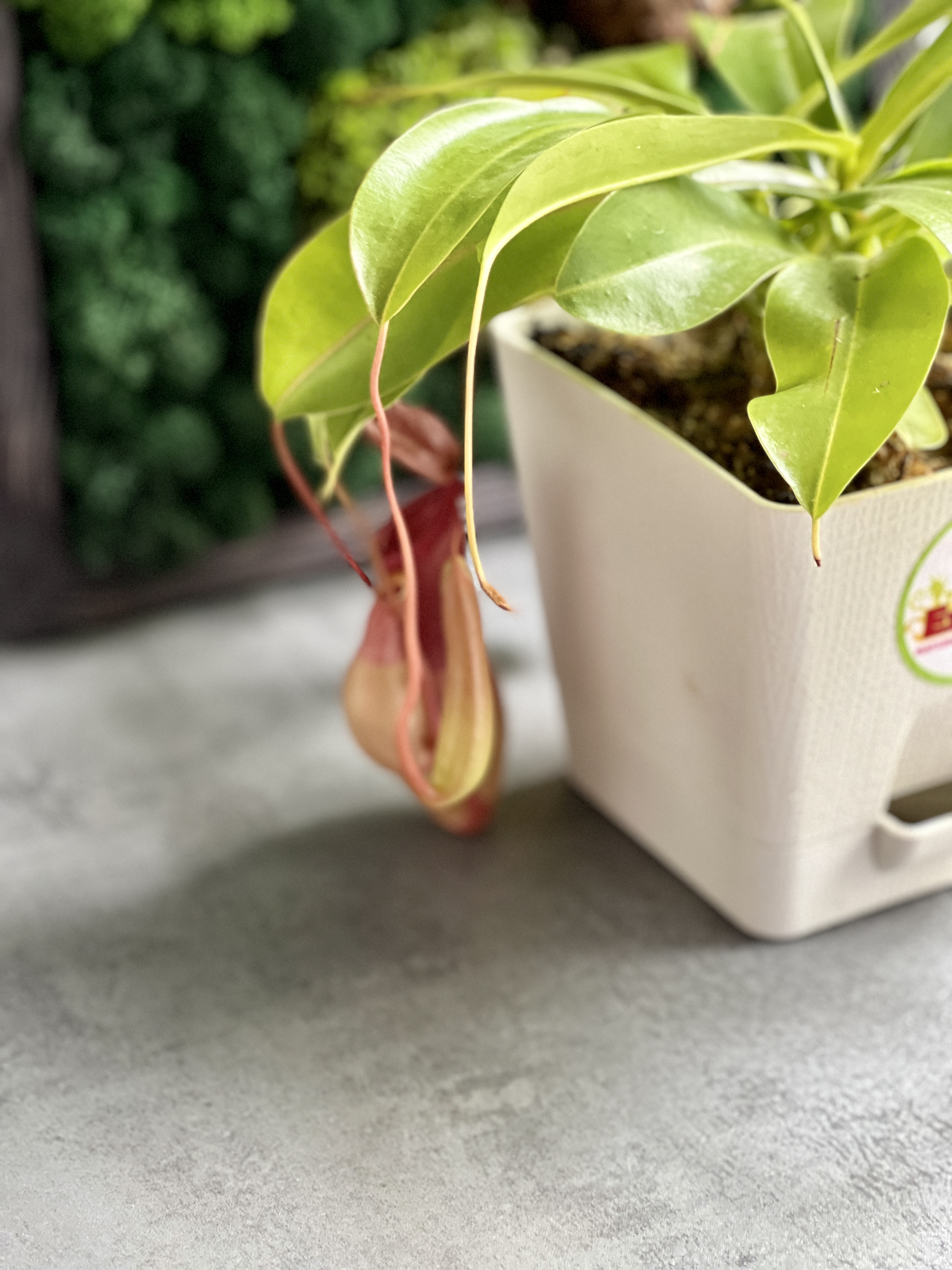 Непентес Вентрата (Nepenthes Ventrata) пересаженный D12см
