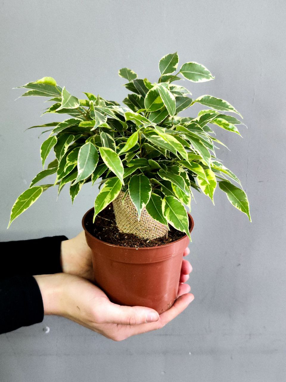Фикус Бенджамина Кинки в джуте (Ficus Be Kinky Jute Stam) D12см