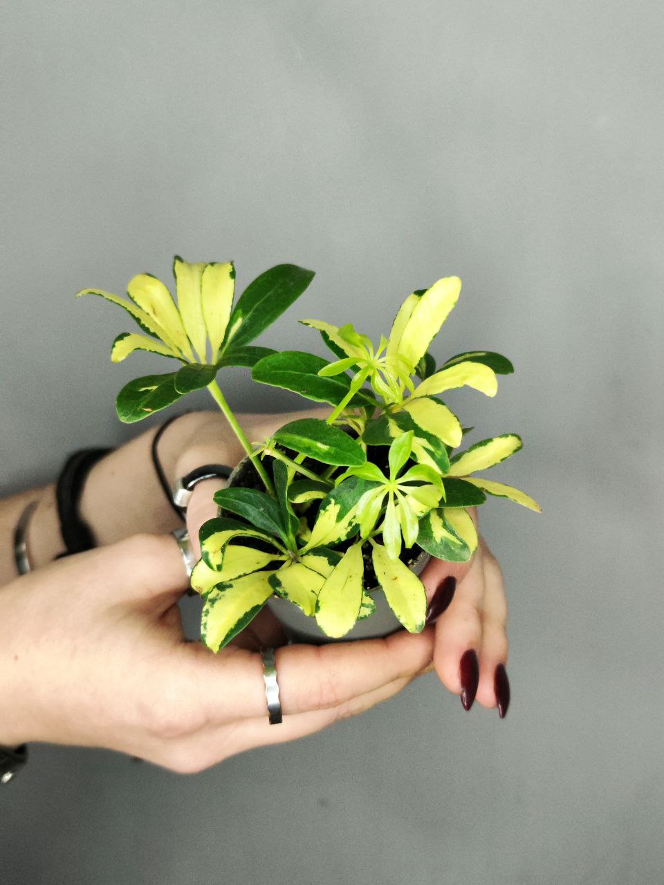 Шеффлера Мадам де Смет (Schefflera Madame De Smet) D6см