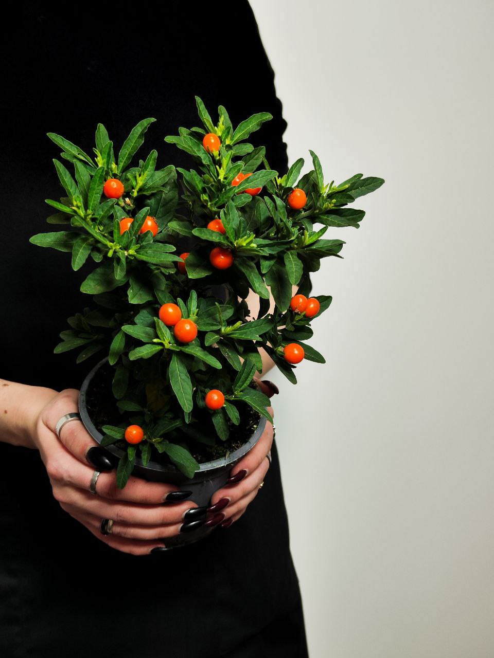 Паслён Ложноперечный, или Солянум Псевдокапсикум (Solanum Pseudocapsicum) D12см