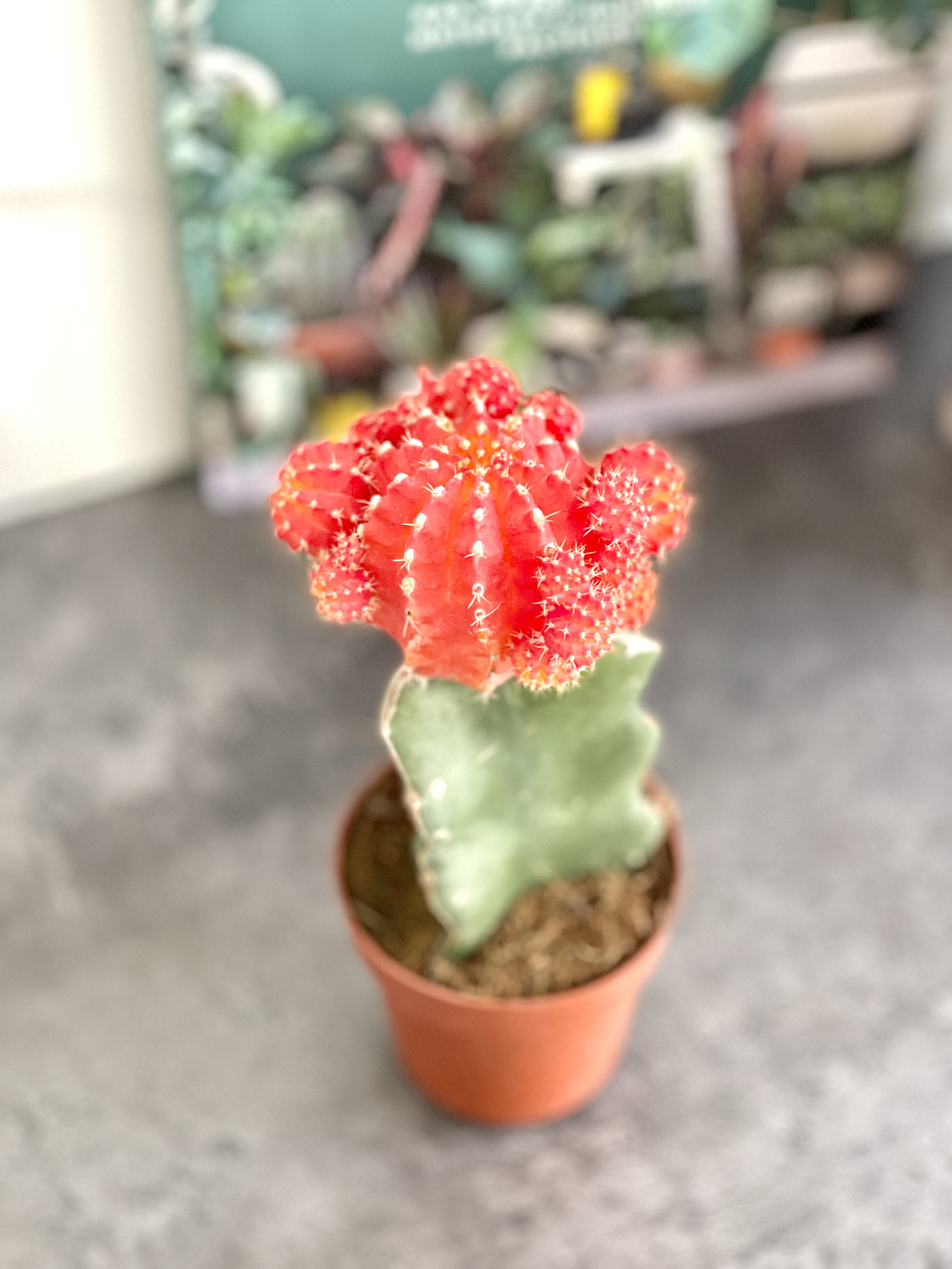 Гимнокалициум Михановича Микс (Gymnocalycium Mihanovichii Mix) D9см