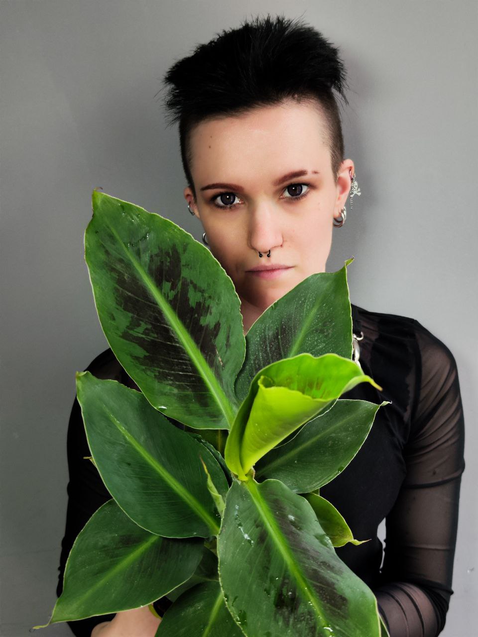 Комнатное Растение Банан (Musa Acuminata) D12см