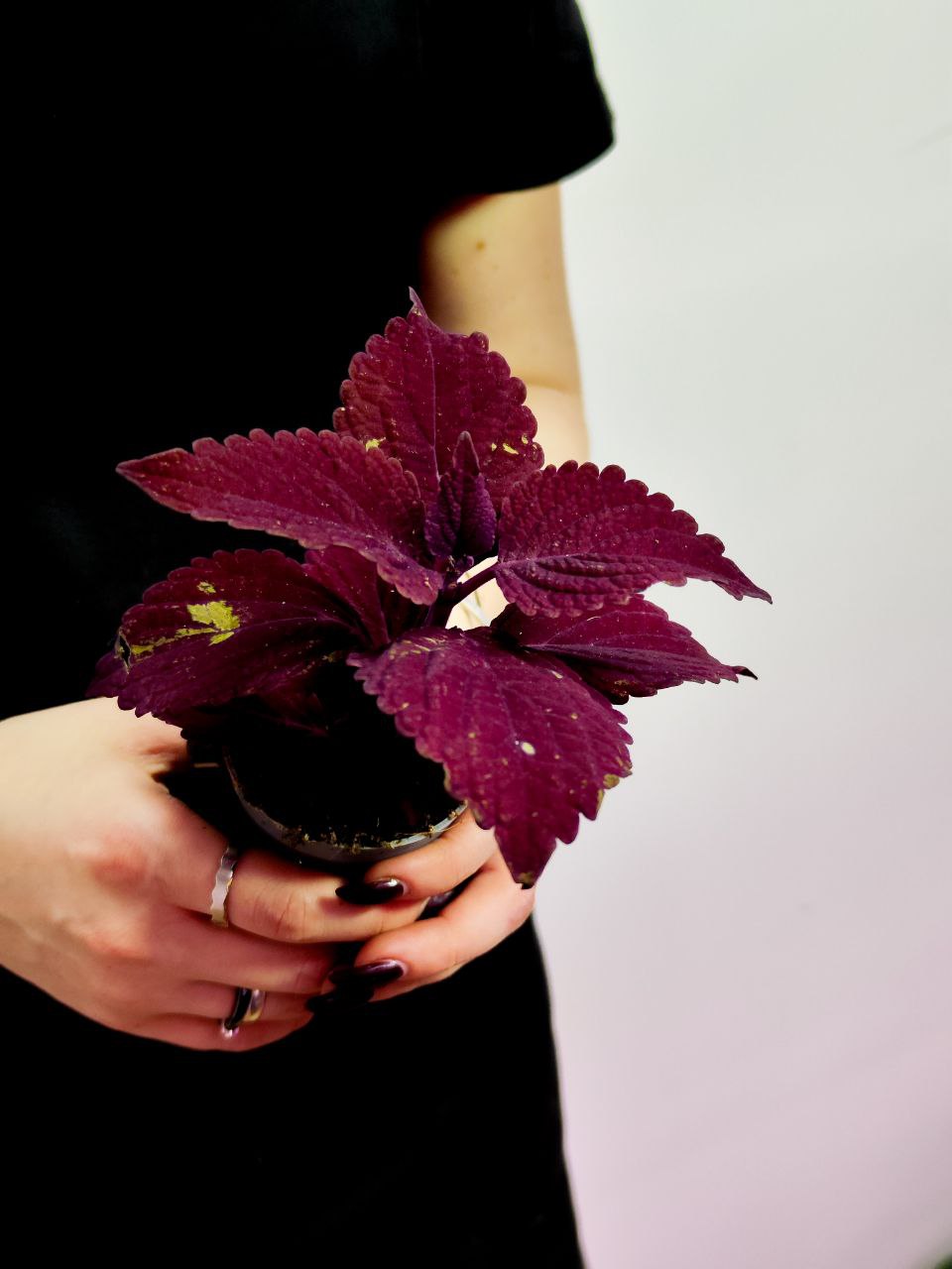 Колеус Секонд Стрит (Coleus Second Street) D6см