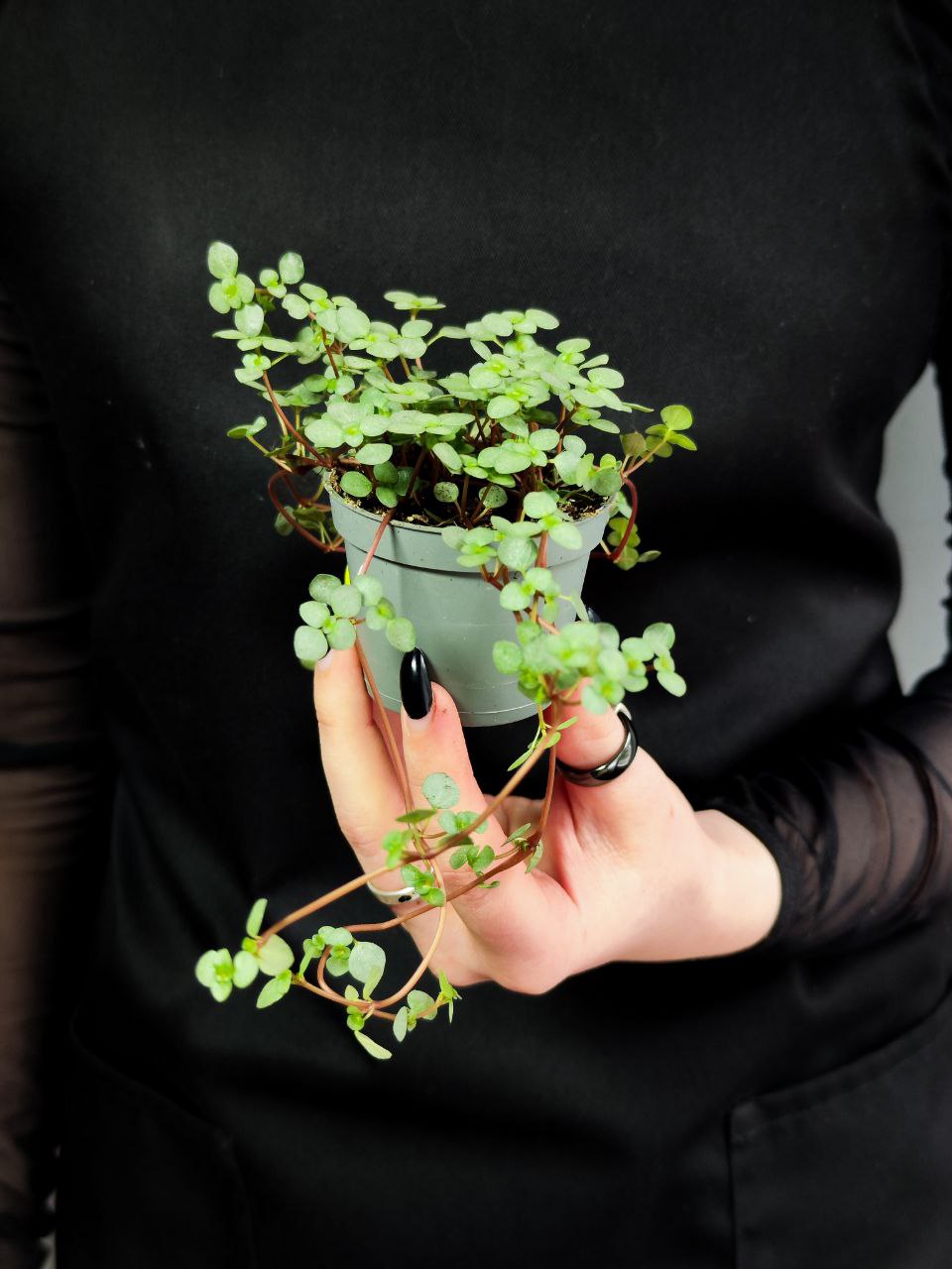 Пилея Глаукофилла Грейзи (Pilea Glaucophylla Greyzy) D6см