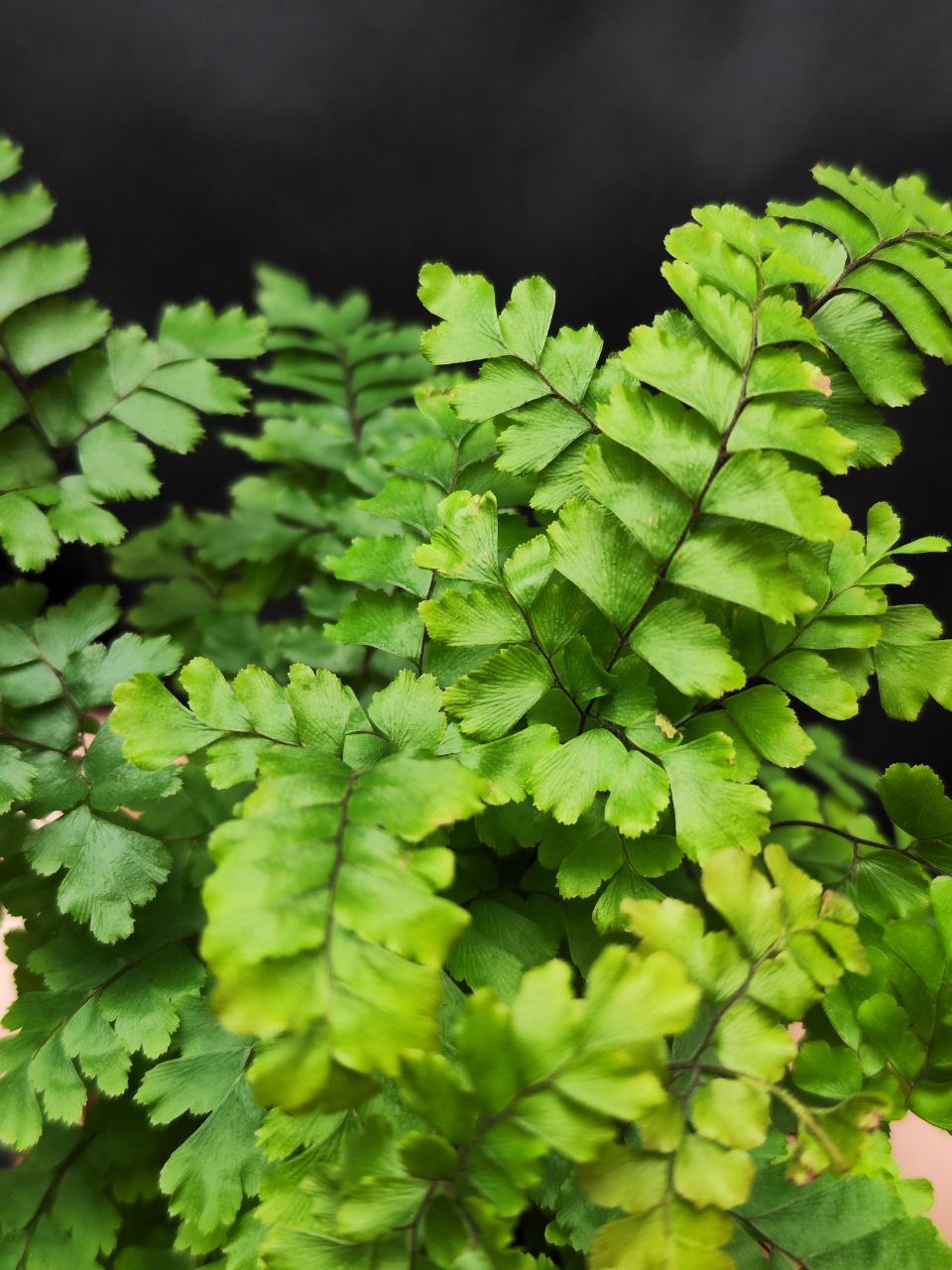 Адиантум Хиспидилум (Adiantum Hispidulum) D8,5см