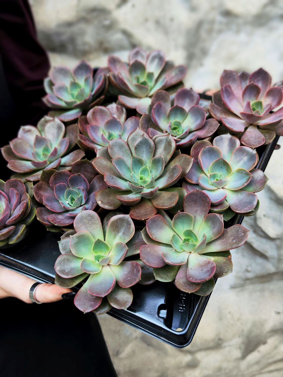Эхеверия Нина (Echeveria Nina) D5см