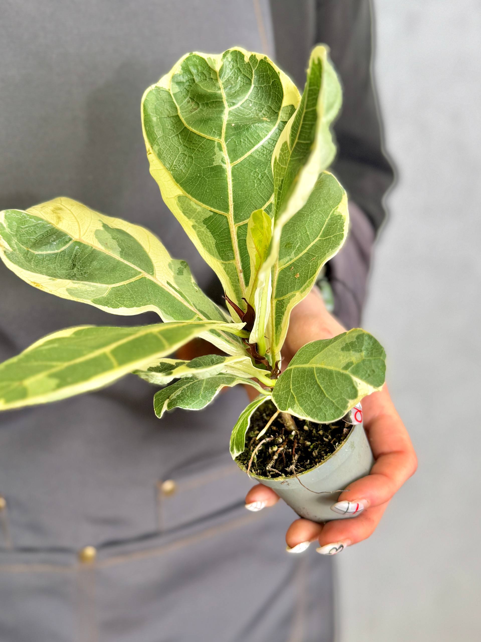 Фикус Лирата Вариегатная (Ficus Lyrata Variegata) D6см