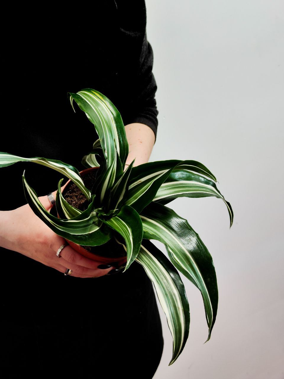 Драцена Джейд Джевел (Dracaena Fragrans Jade Jewel) D12см