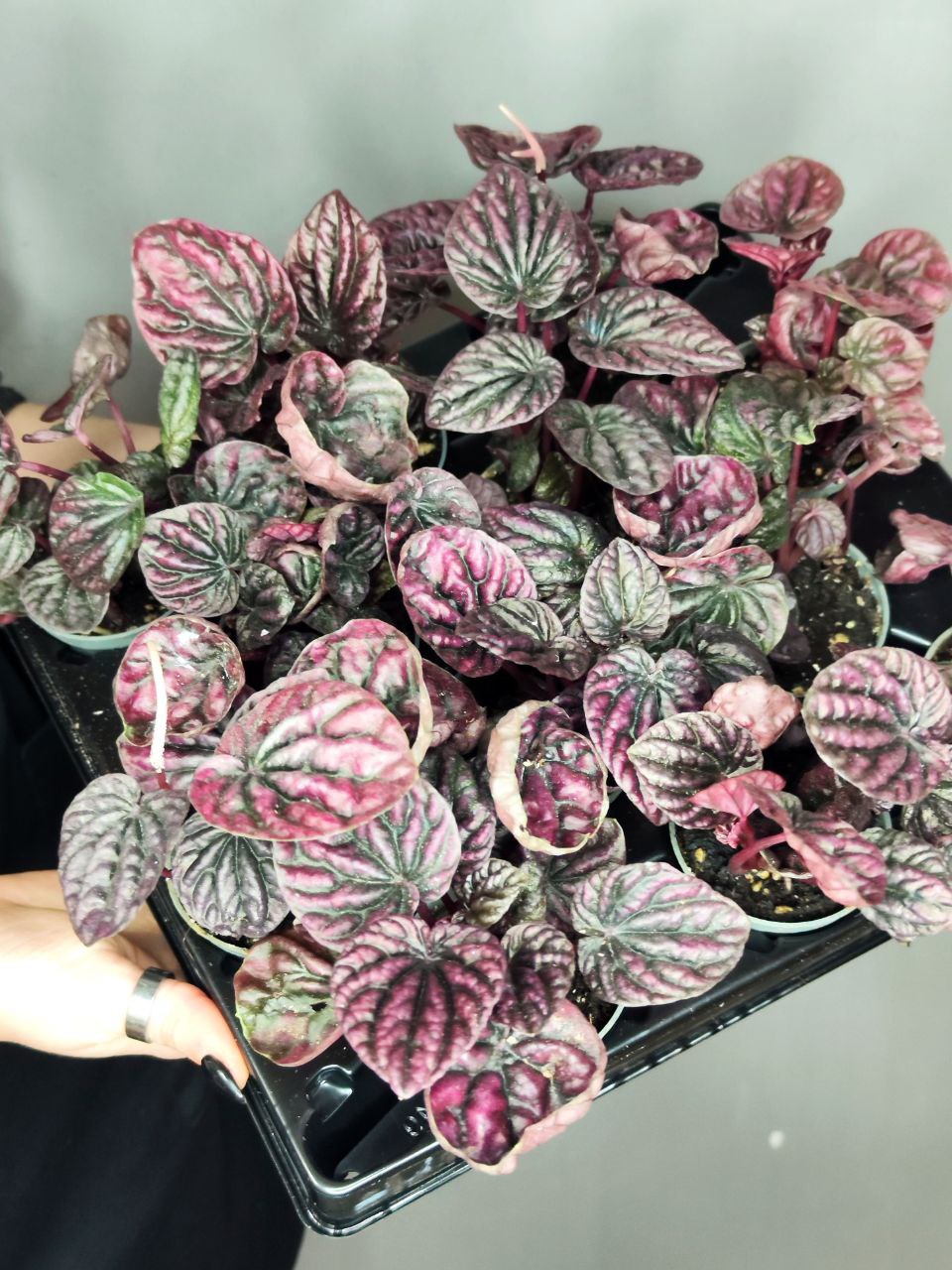 Пеперомия Каперата Ред Луна (Peperomia Caperata Luna Red) D5см
