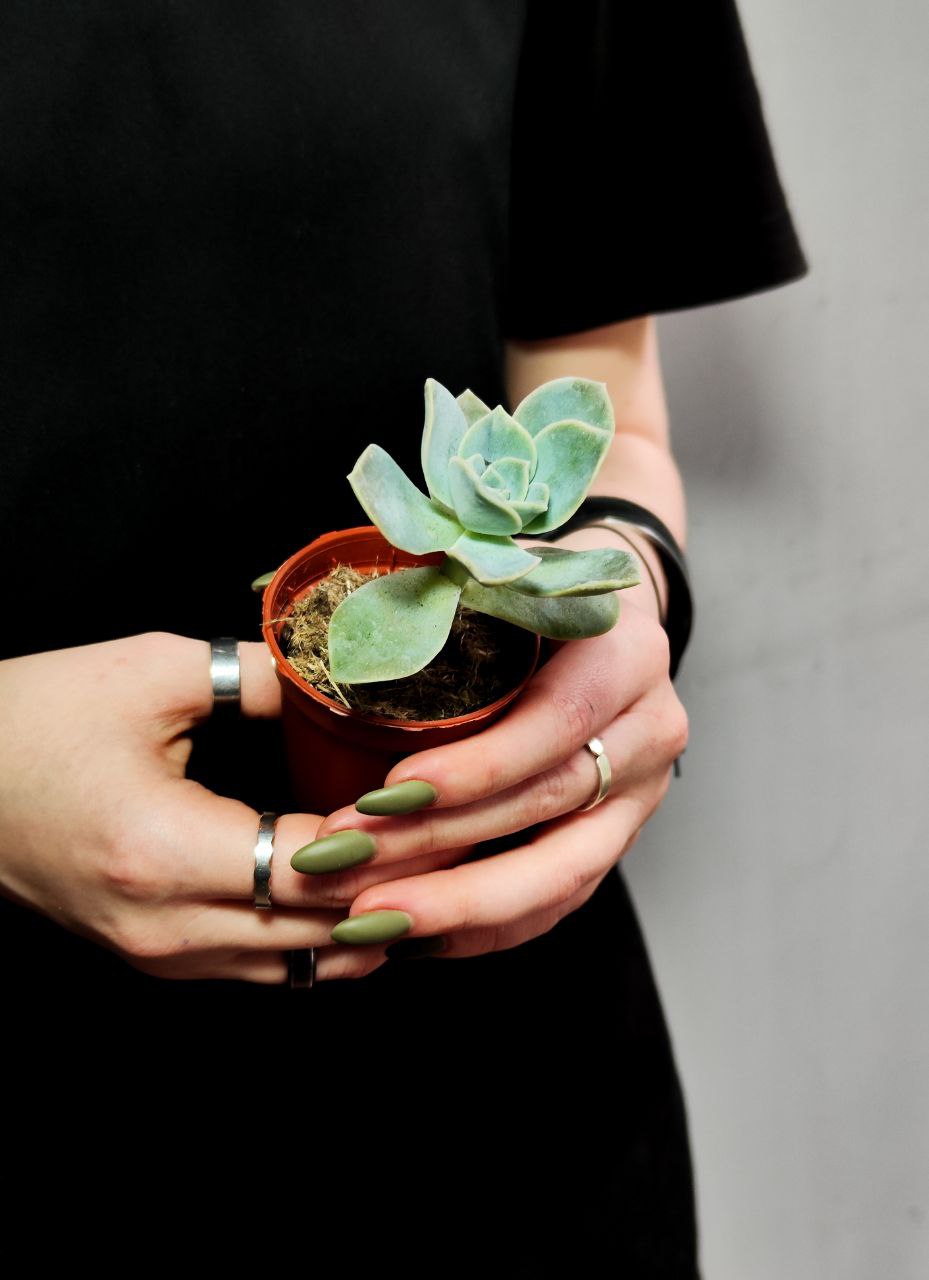 Граптоверия Лавли Роуз (Graptoveria Lovely Rose) D5см