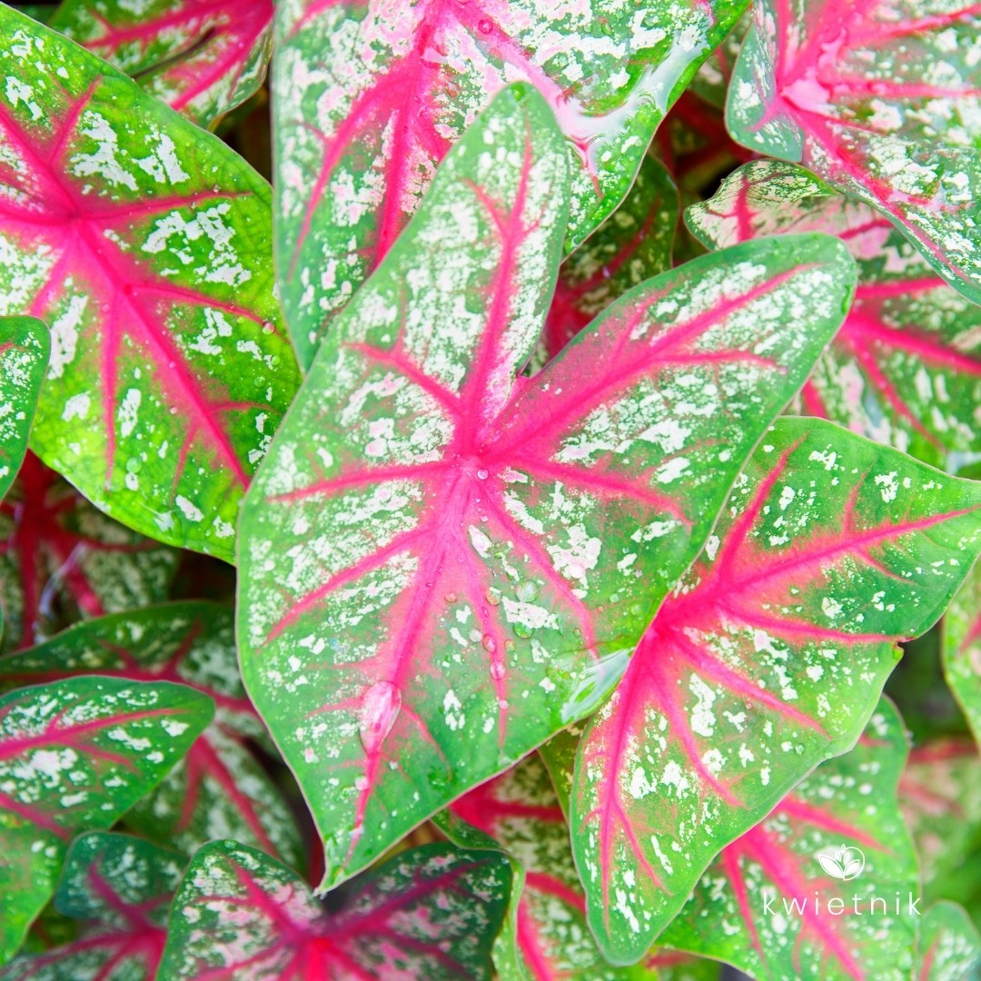 Каладиум Кейси (Caladium Casey) D6см