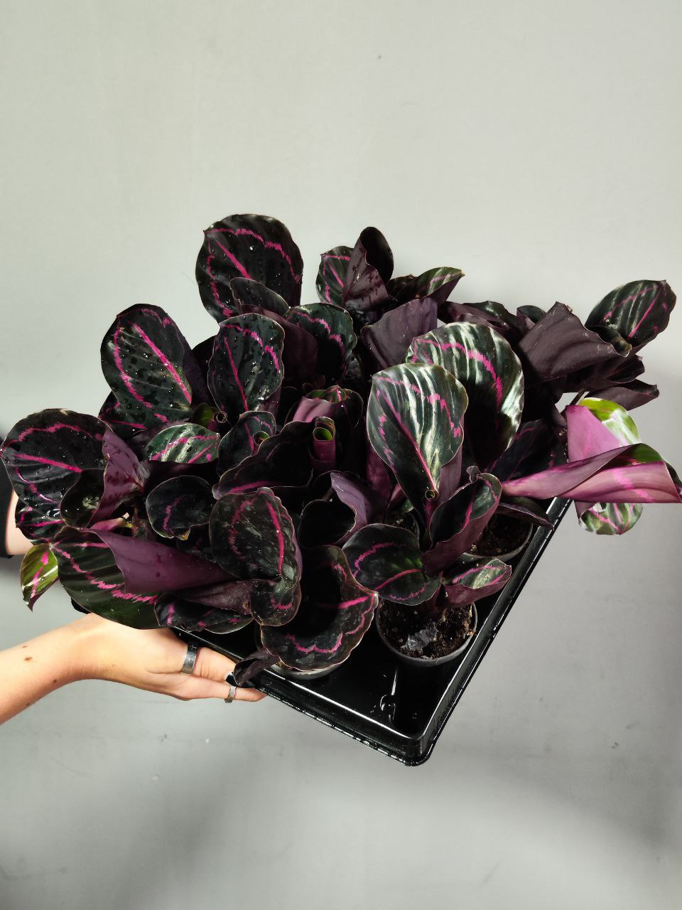 Калатея Розеопикта Дотти (Calathea Roseopicta Dottie) D6см