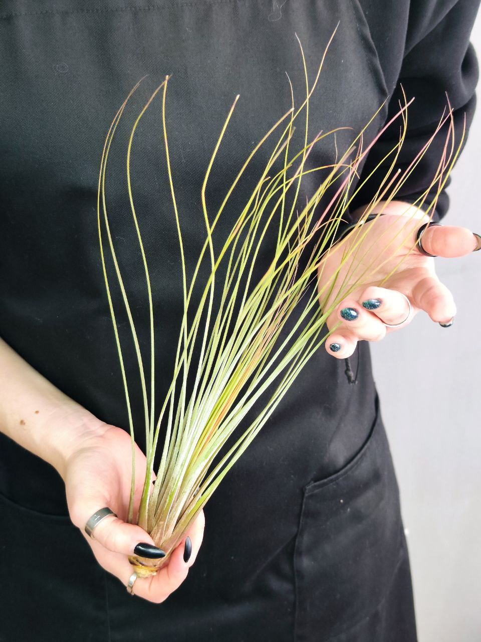 Тилландсия Ситниковая (Tillandsia Juncea)