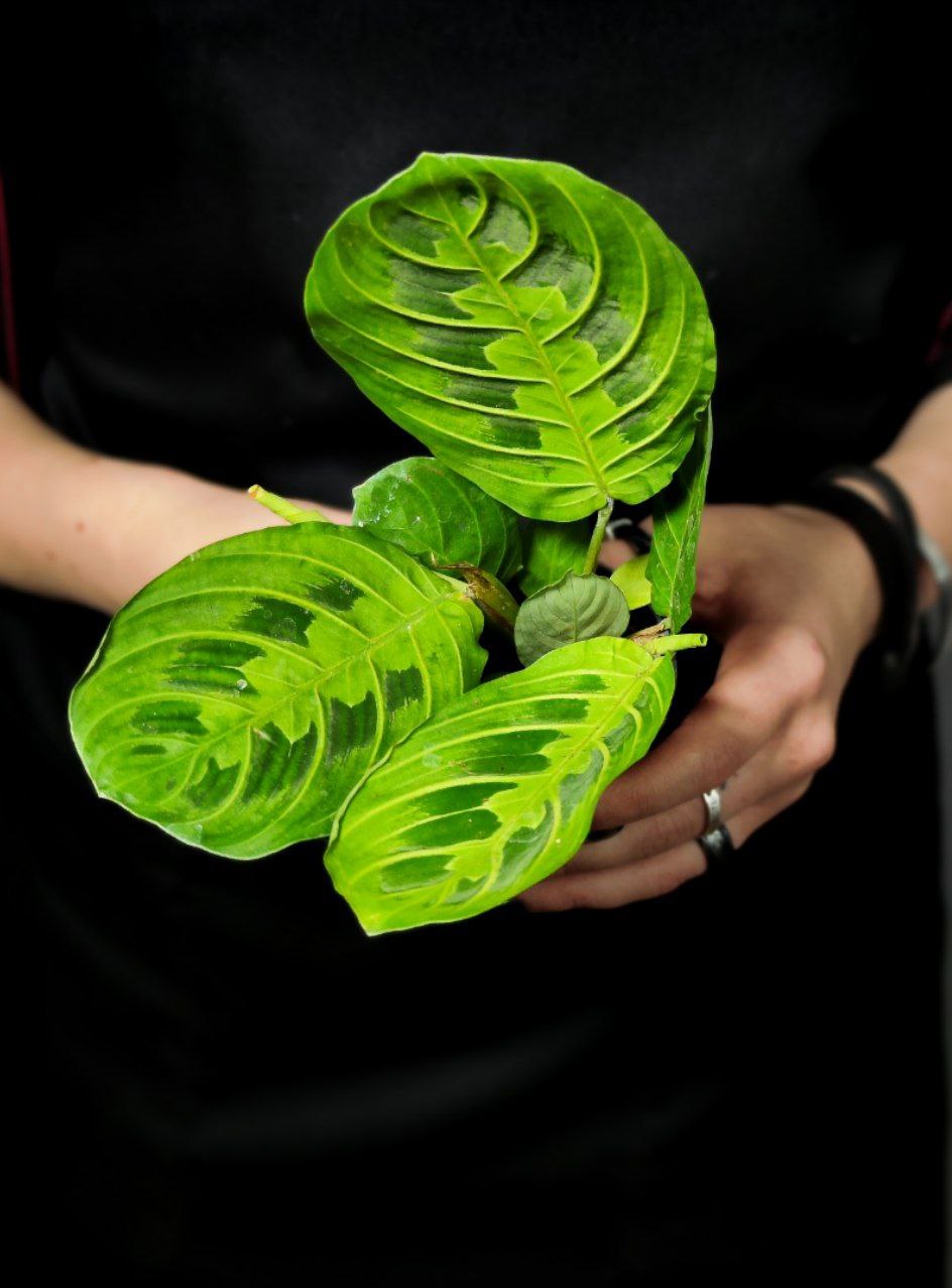 Маранта Лемон Лайм (Maranta Lemon Lime) D6см