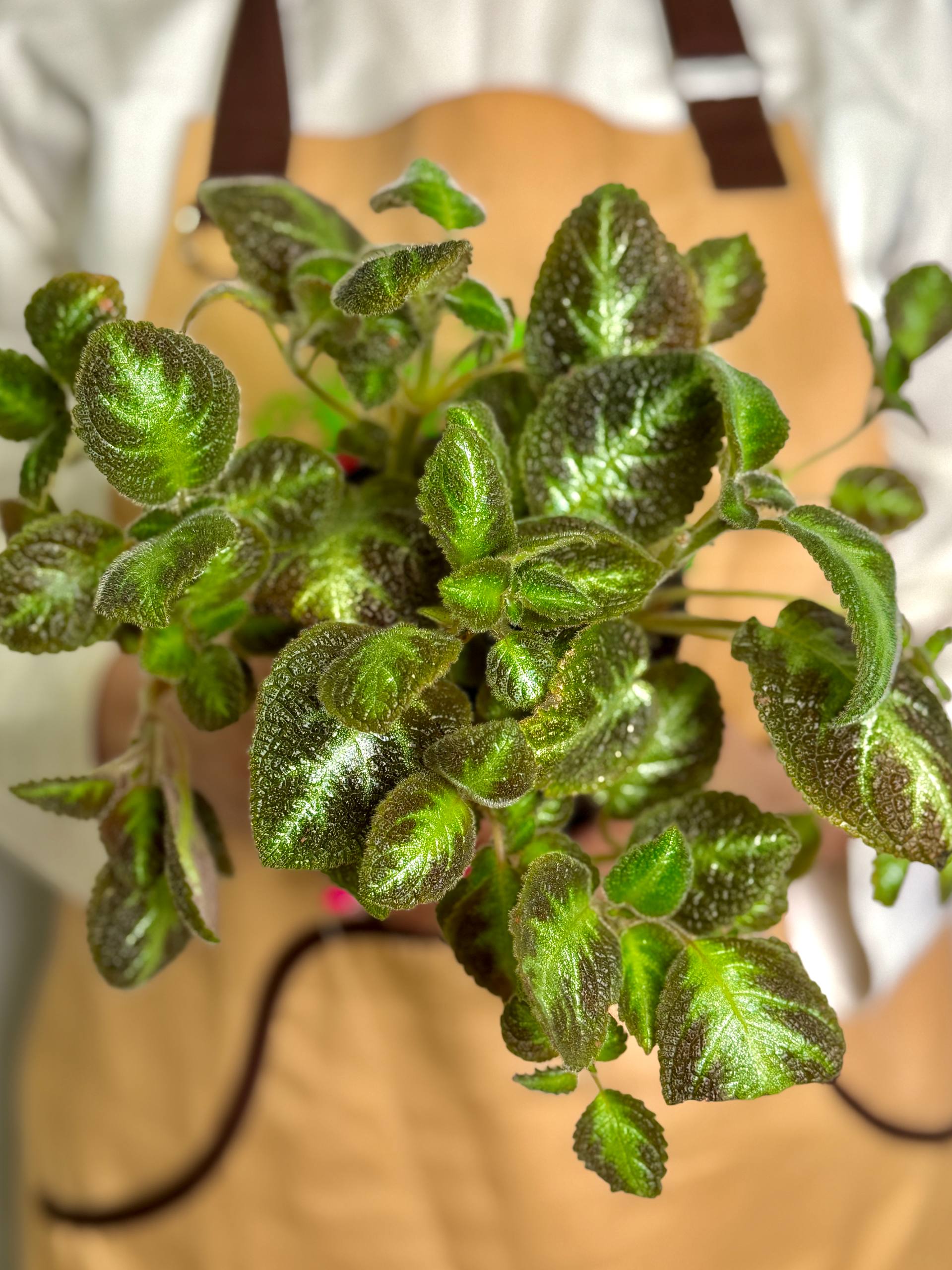 Эписция Розовая Пантера (Episcia Pink Panther) D12см