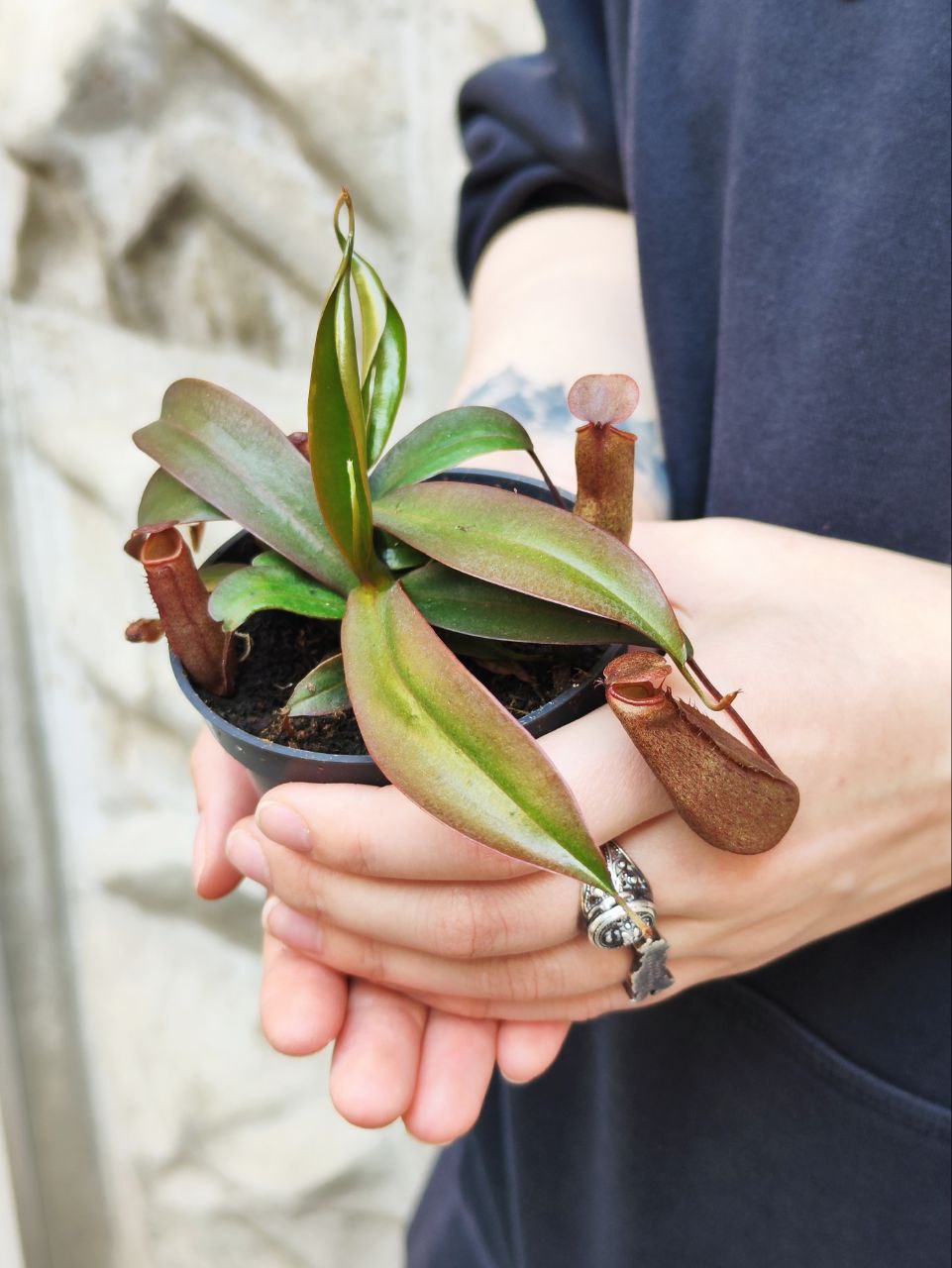 Непентес Сангвинея (Nepenthes Sanguinea) D9см