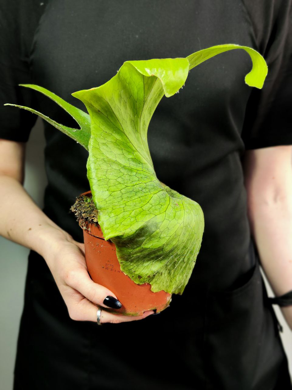 Платицериум Супербум Гиант Старгхон (Platycerium Superbum Giant Staghorn) D12см, СФОРМИРОВАННЫЙ