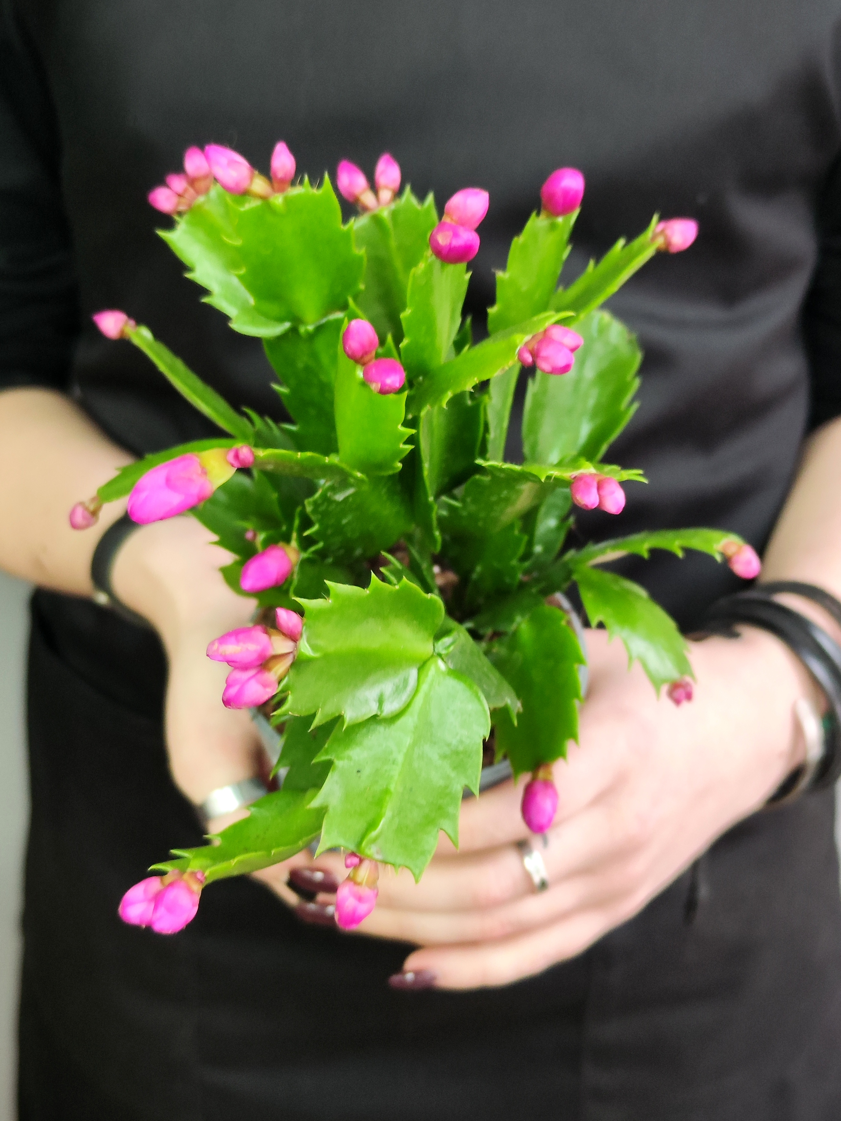 Декабрист Фиолетовый, или Шлюмбергера (Schlumbergera Tendenza Purple) D9см