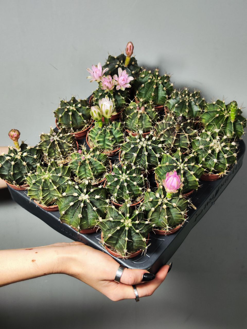 Кактус Гимнокалициум Михановича (Gymnocalycium Mihanovichii) D5см
