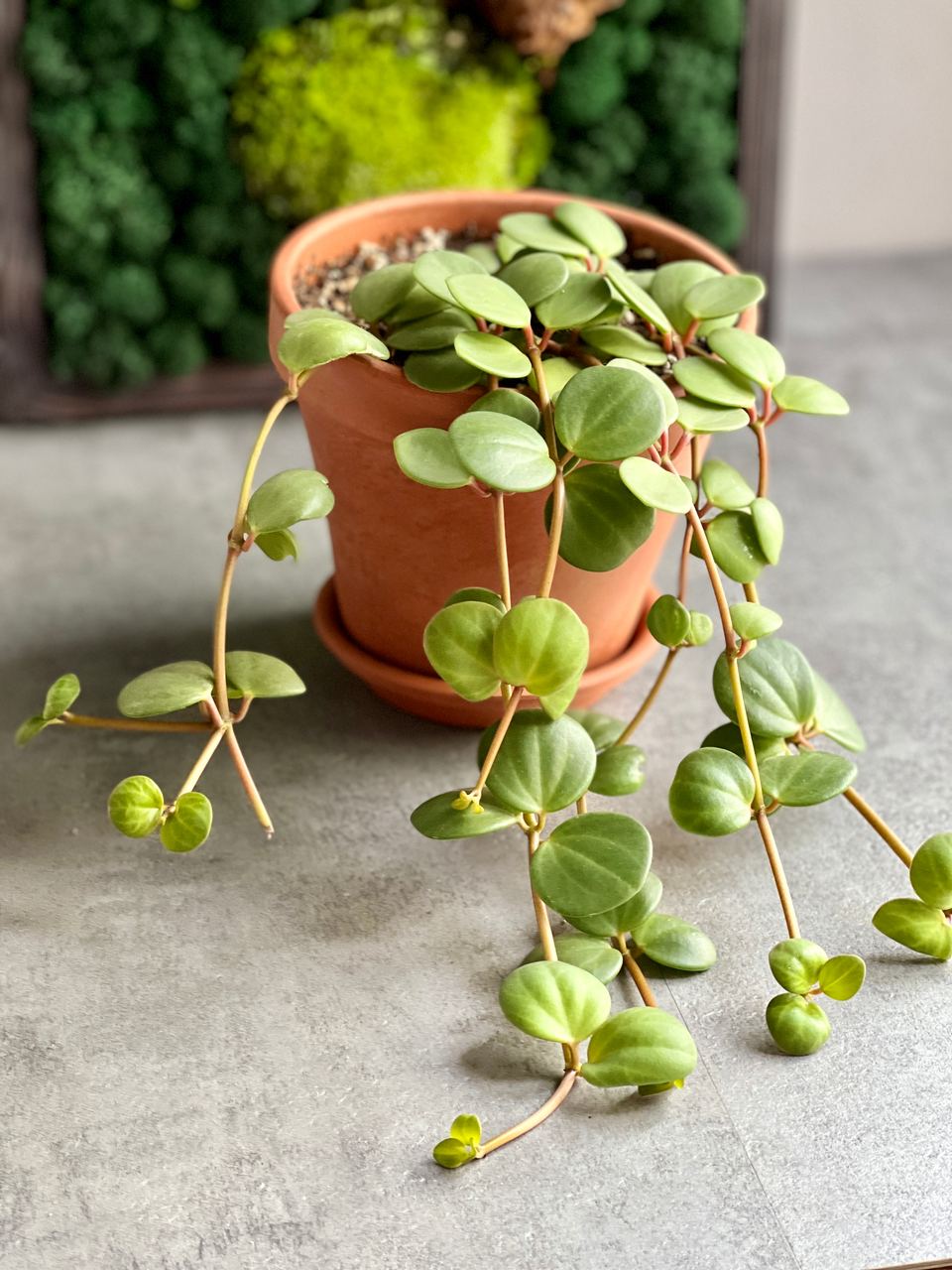 Пеперомия Тетрафилла Хоуп (Peperomia Tetraphylla Hope) D12см