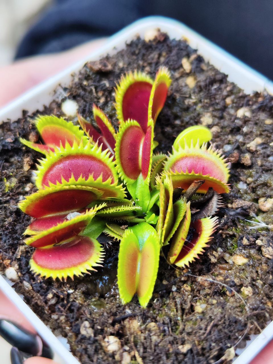 Венерина Мухоловка, Дионея Зверская Акула (Dionaea Muscipula Brutal Shark) D9см