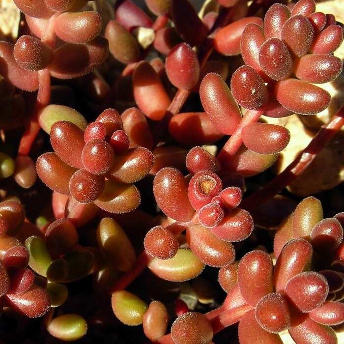 Седум Сталя  (Sedum Stahlii) D5cм