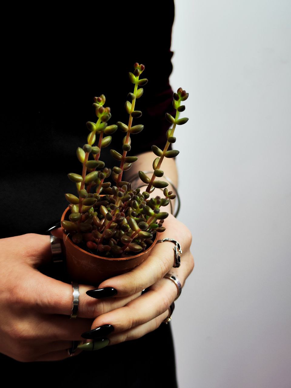 Седум Рубротинктум Ред (Sedum Rubrotinctum Jelly Beans Red) D5см