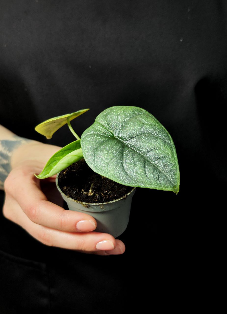 Алоказия Мело (Alocasia Melo) D6см