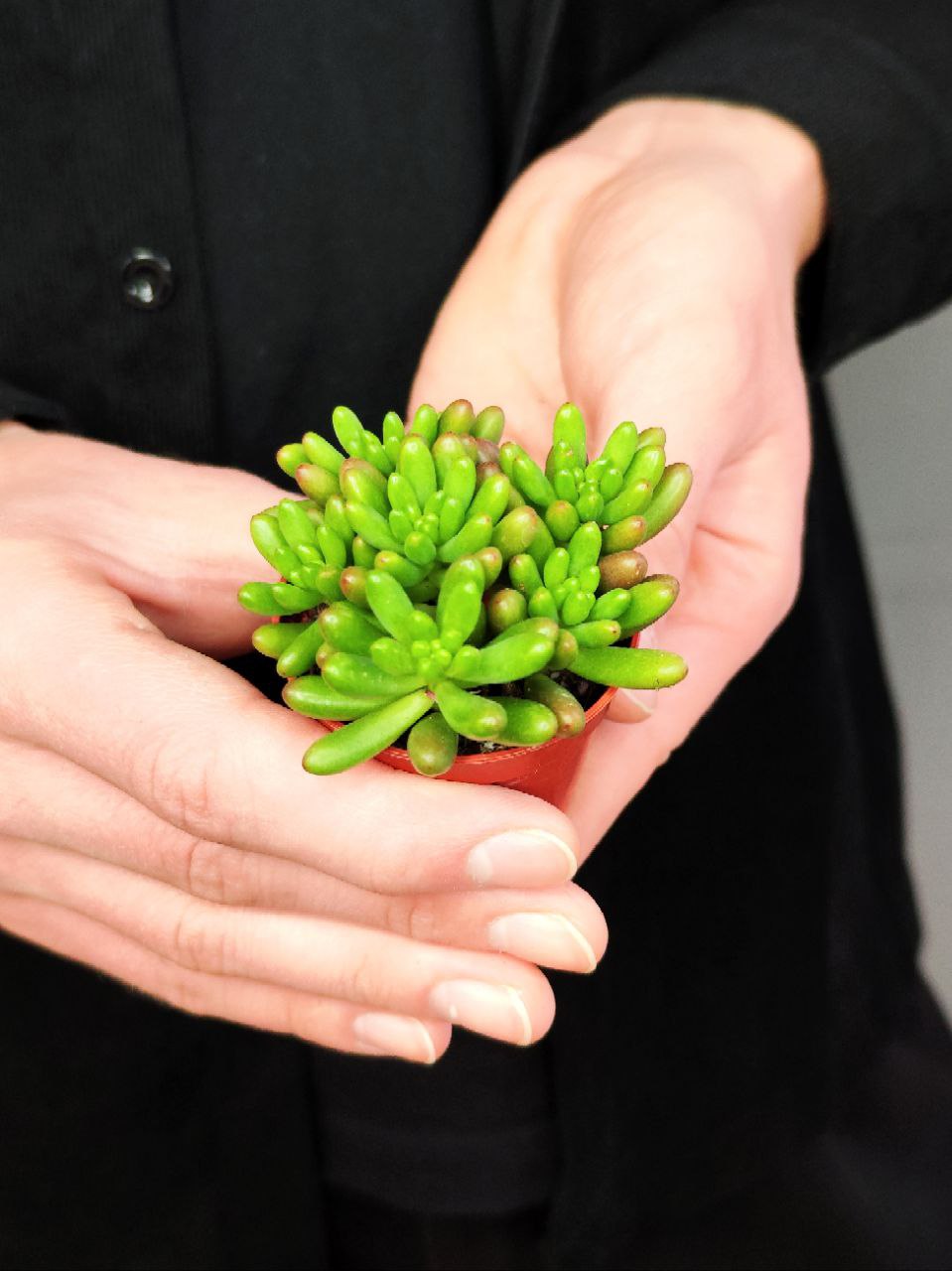 Седум Рубротинктум Грин (Sedum Rubrotinctum Green) D5см