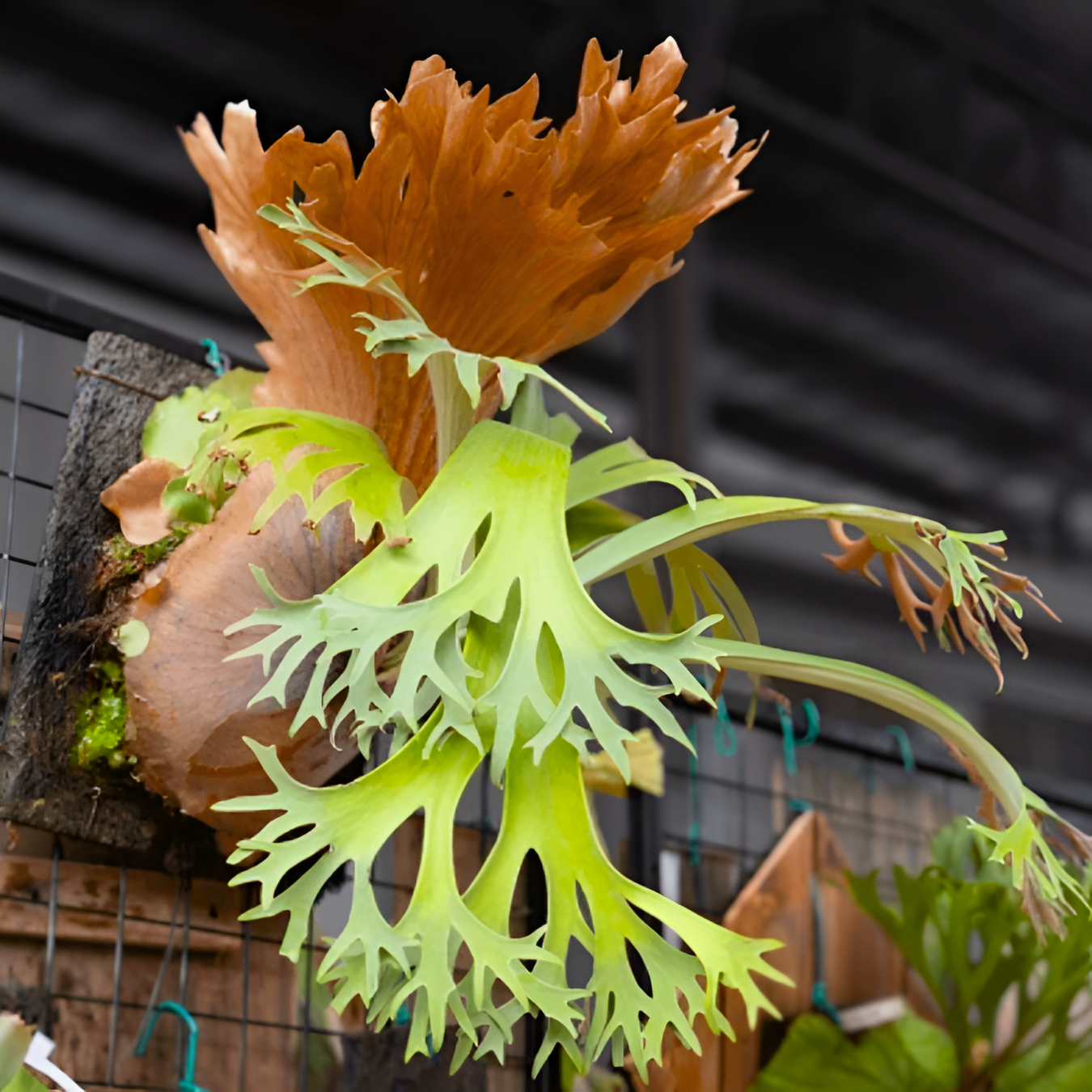 Платицериум Оленерогий, или Дваждывильчатый (Platycerium Bifurcatum) D6см