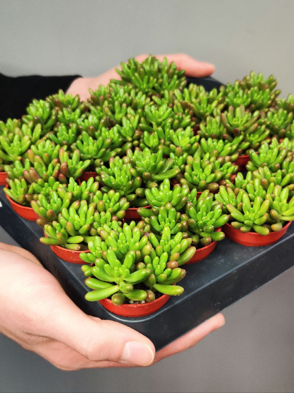 Седум Рубротинктум Грин (Sedum Rubrotinctum Green) D5см