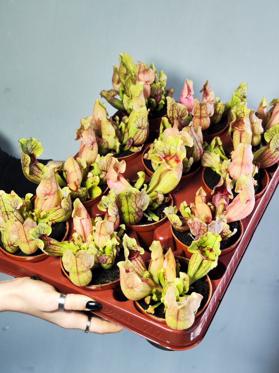 Саррацения Монтана (Sarracenia Montana) D9см