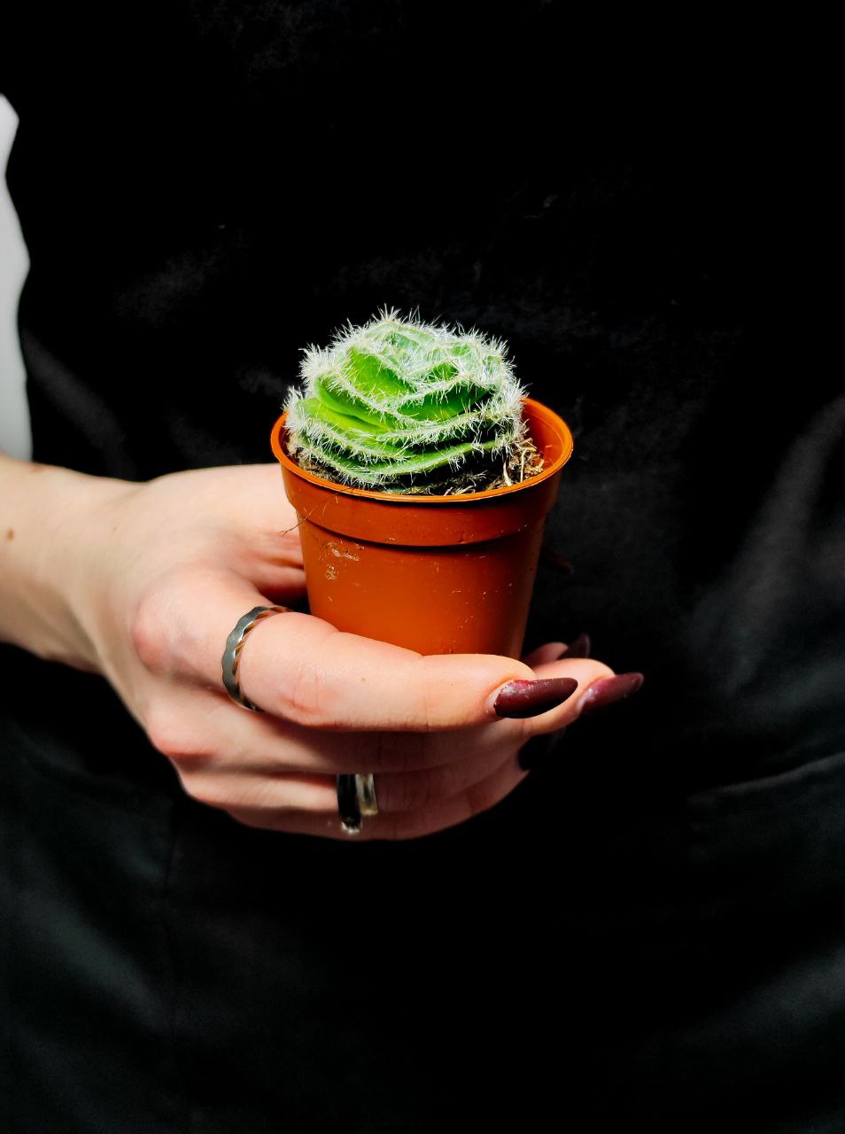 Крассула Капителла Сетоза Туррита (Crassula Capitella Setosa Turrita) D5см