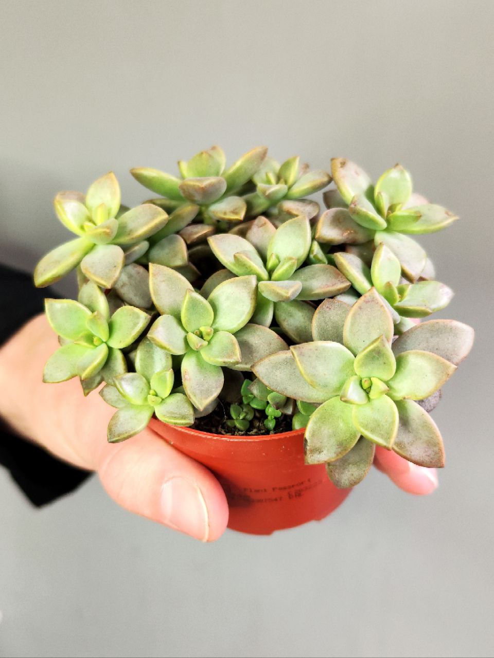 Седум Бордхат (Sedum Bordhat) D8см