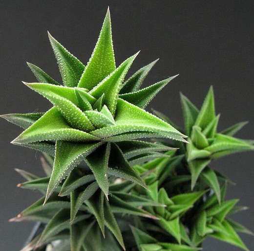 Хавортия Извилистая (Haworthia Tortuosa) D5см