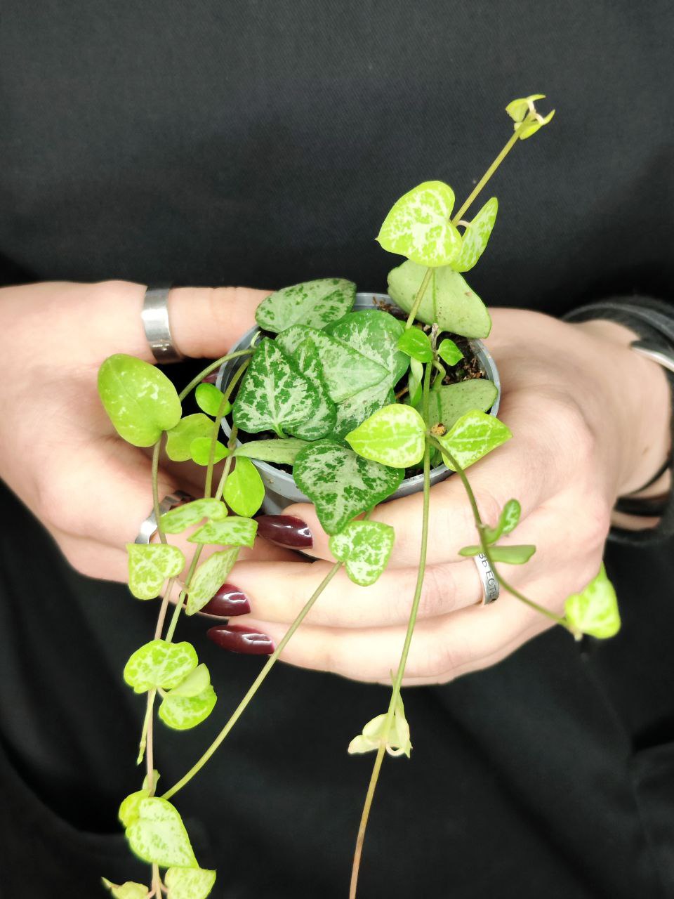 Церопегия Вуда "Цепочка Стрел" (Ceropegia Woodii "String of Arrows") D6см