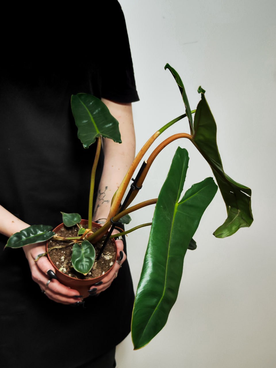 Филодендрон Биллитау Грин (Philodendron Billietiae Green) D12см