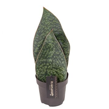 Сансевиерия Масониана Виктория Дабл (Sansevieria Big Leaves Green Double) D12см