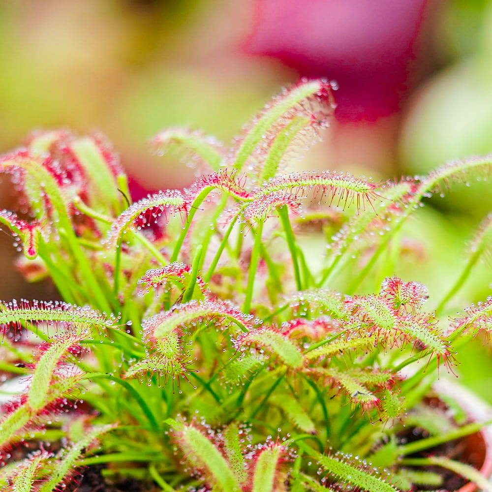Росянка Капская (Drosera Capensis) D9см