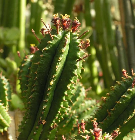 Молочай Сосочковидный (Euphorbia Mammillaris Monstrose) D5см