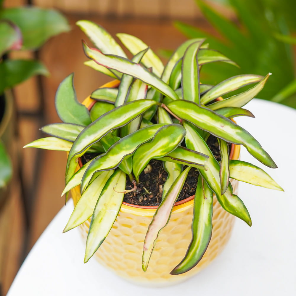 Хойя Вайети Триколор (Hoya Wayetii Tricolor) D6см