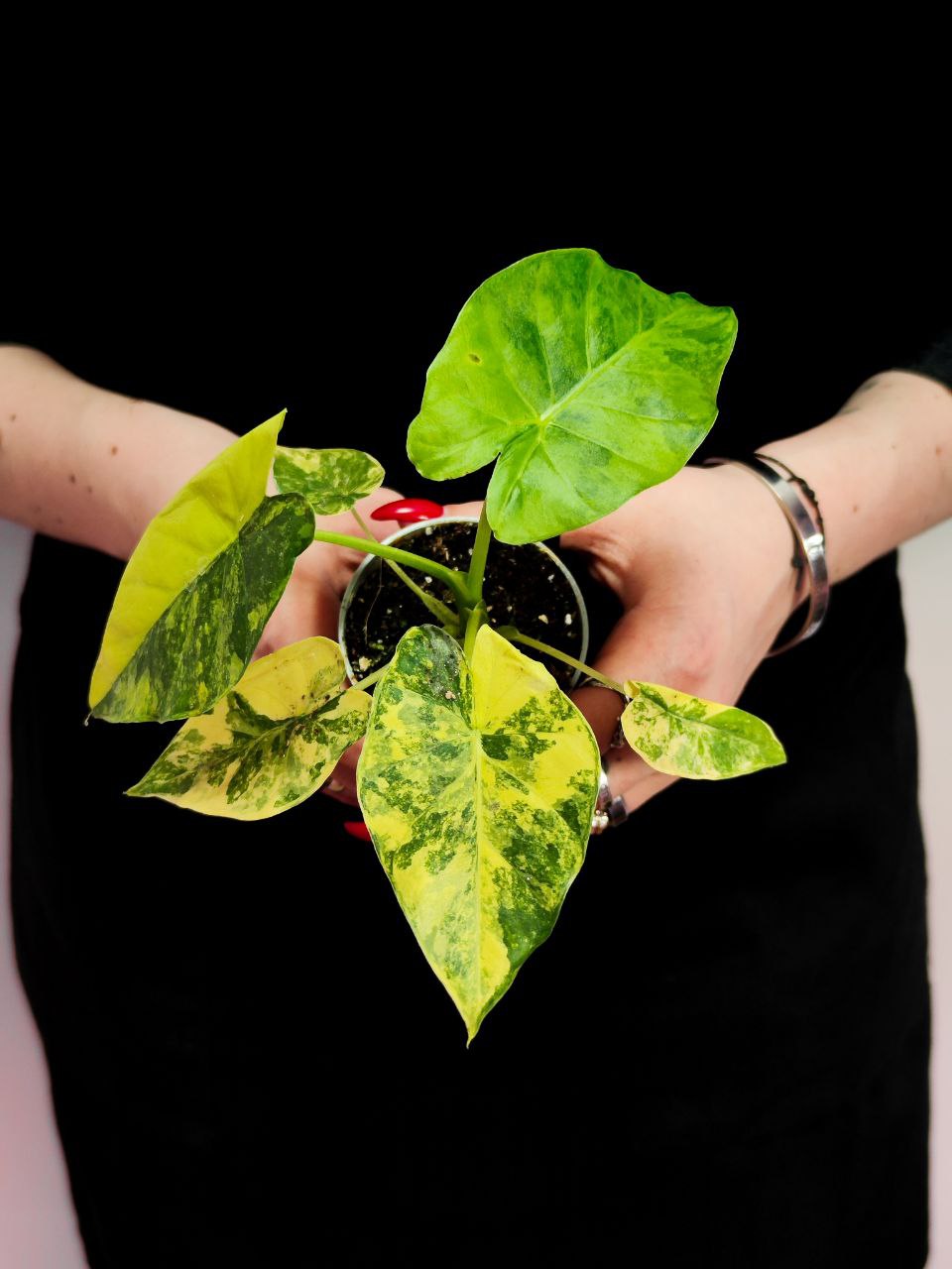 Алоказия Макрориза Аурэа Вариегатная (Alocasia Macrorrhiza Aurea Variegata) D6см