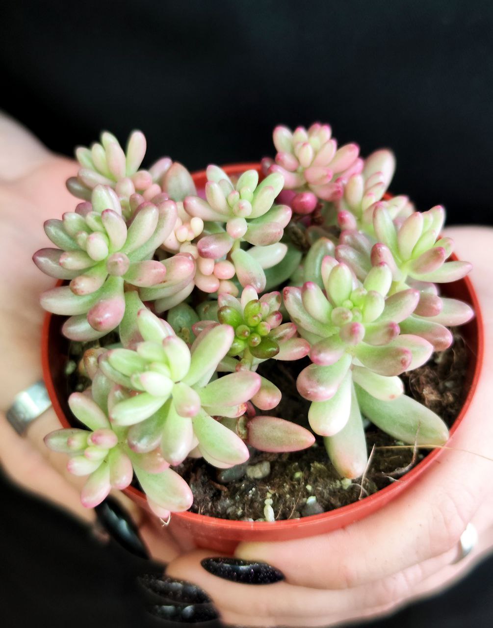Седум Рубротинктум Вариегата (Sedum Rubrotinctum Variegata) D8см