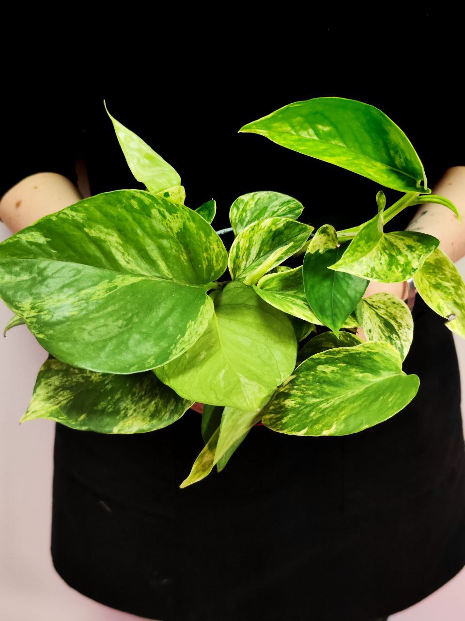 Эпипремнум Марбл Квин (Epipremnum Marble Queen) D12см