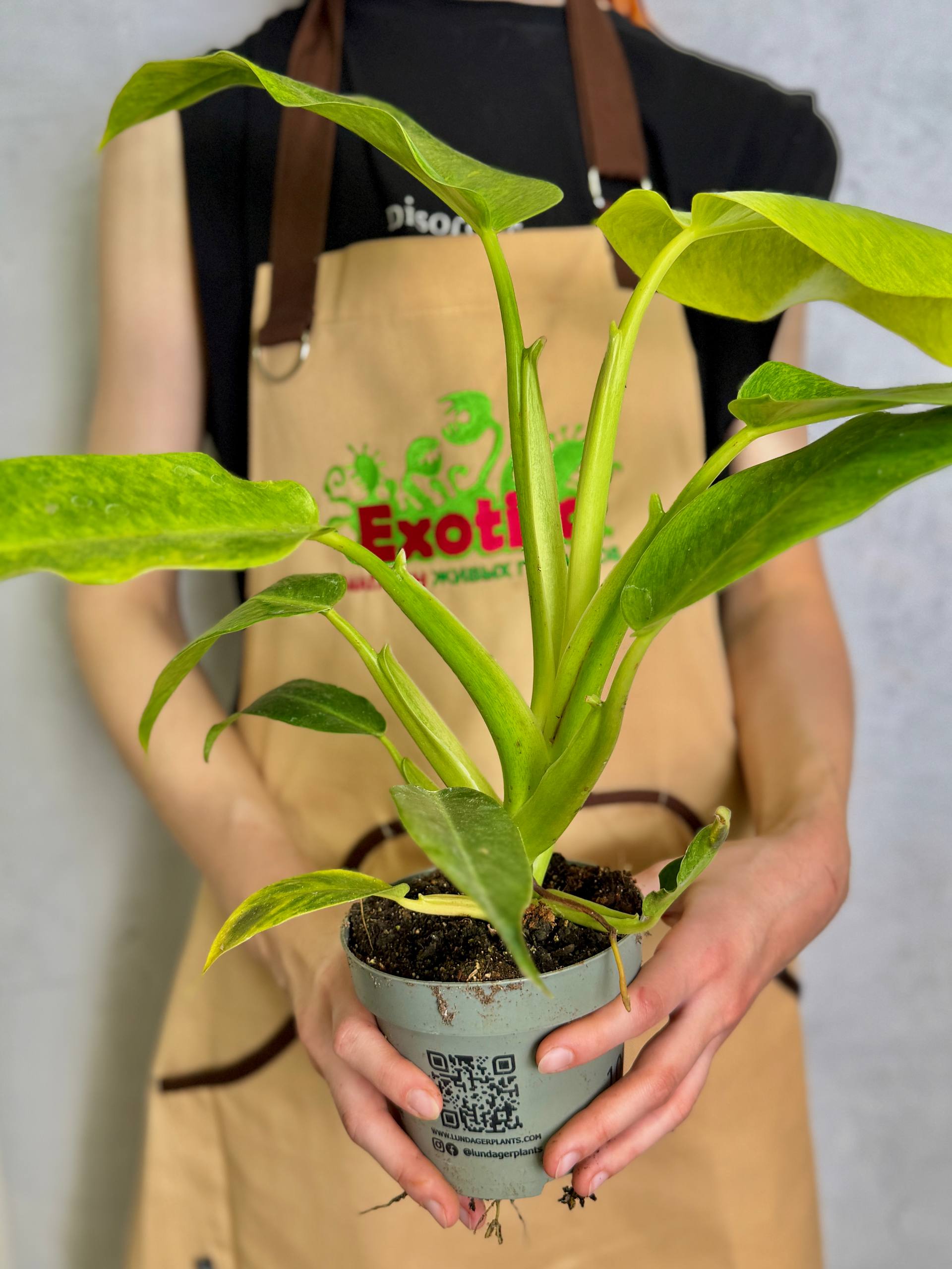 Филодендрон Калкин Голд (Philodendron Calkins Gold) D12см