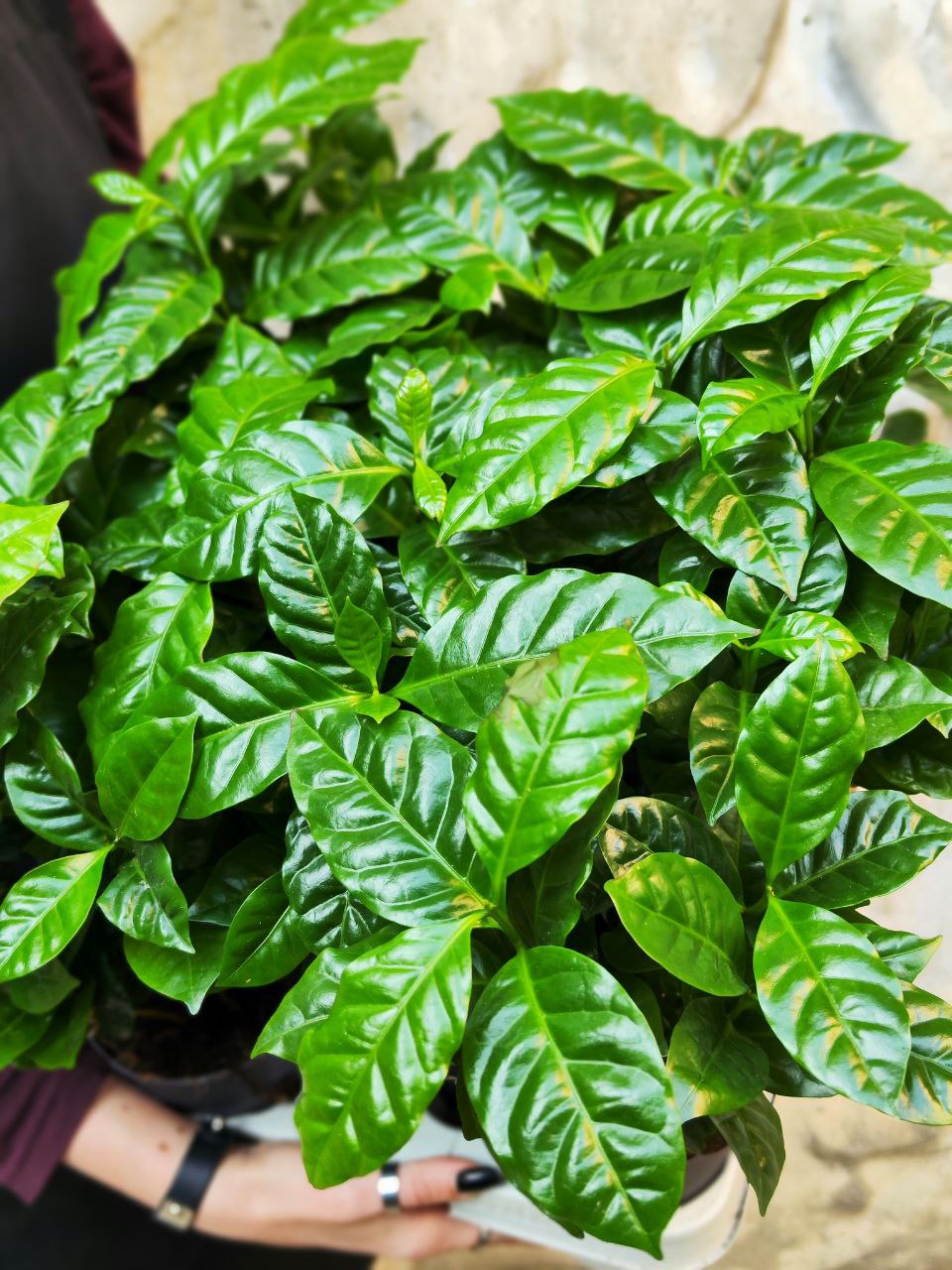 Кофейное Дерево Арабика (Coffea Arabica) D11см