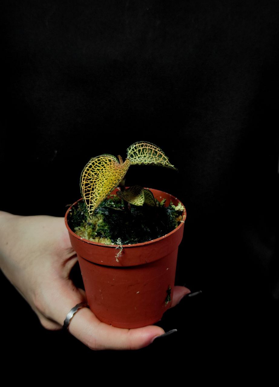 Орхидея Драгоценная Макодес Петола Топаз (Jewel Orchid Macodes Petola Topaz) D7см