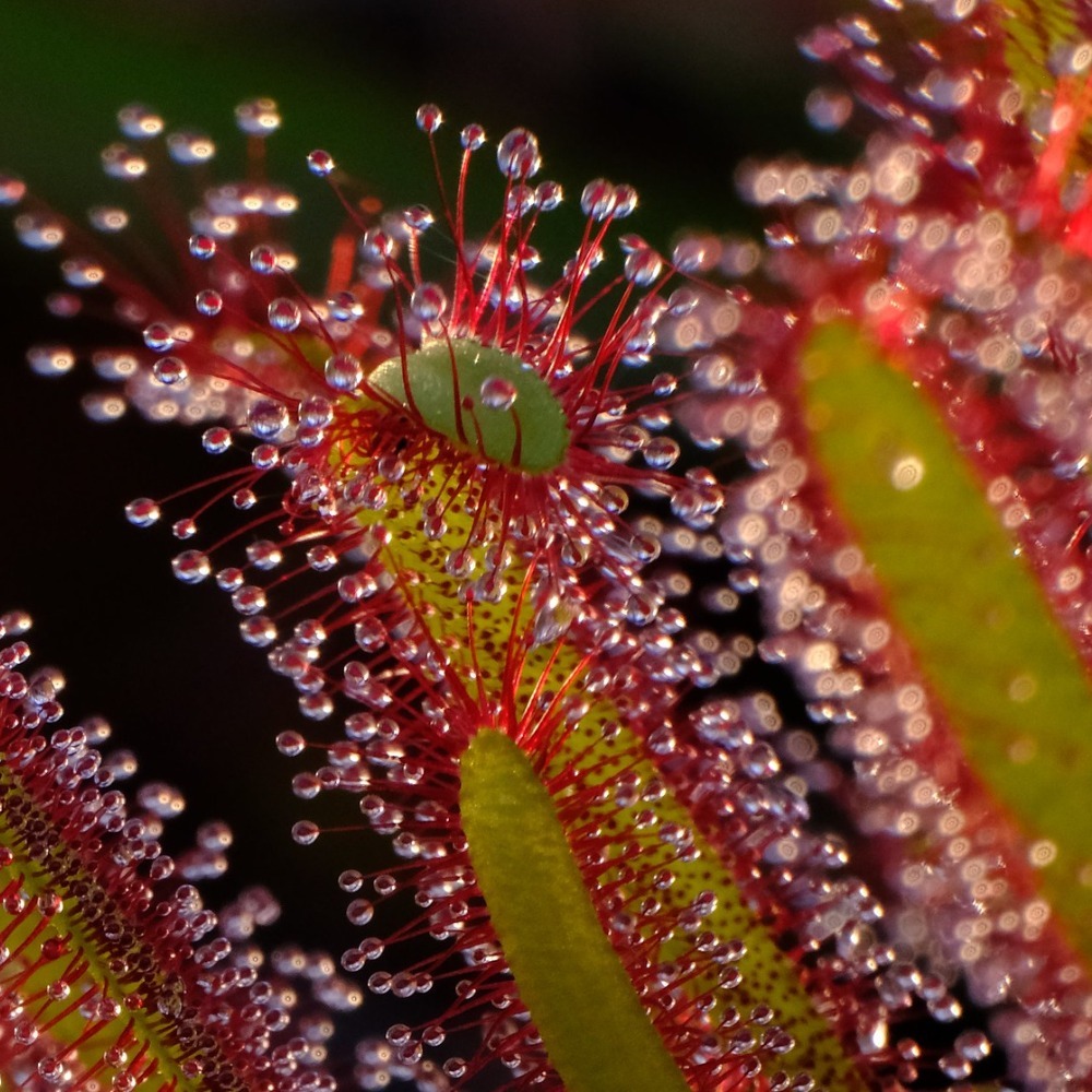 Семена Росянки Геркулес (Drosera Hercules) от 25шт