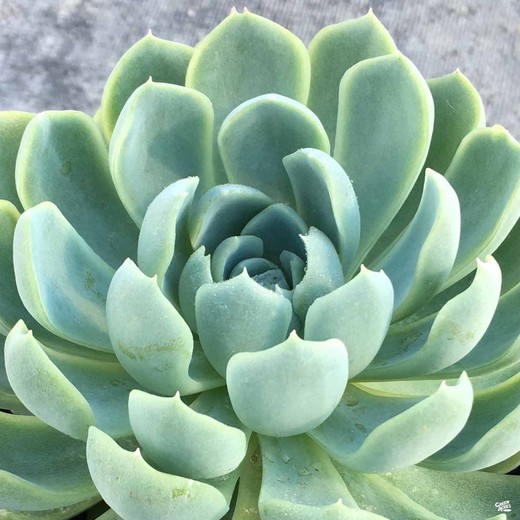 Эхеверия Изящная (Echeveria Elegans) D5см